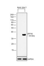 ZFP36 Antibody in Western Blot (WB)