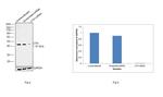 CTH Antibody