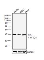 CTH Antibody in Western Blot (WB)