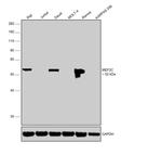 MEF2C Antibody in Western Blot (WB)