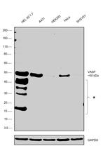 VASP Antibody in Western Blot (WB)