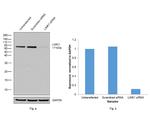 LIMK1 Antibody