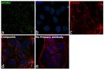 AP2M1 Antibody in Immunocytochemistry (ICC/IF)