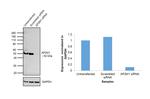 AP2M1 Antibody in Western Blot (WB)