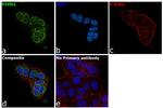 PTP1B Antibody in Immunocytochemistry (ICC/IF)