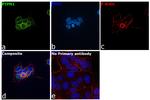 PTP1B Antibody in Immunocytochemistry (ICC/IF)