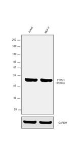 PTP1B Antibody in Western Blot (WB)