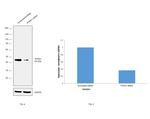 PTP1B Antibody