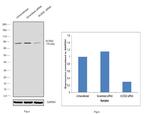 ACSS2 Antibody in Western Blot (WB)