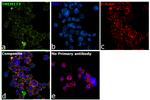 STING Antibody in Immunocytochemistry (ICC/IF)