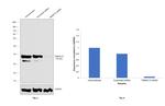 STING Antibody in Western Blot (WB)