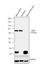 ERG Antibody