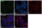 DNM1L Antibody in Immunocytochemistry (ICC/IF)