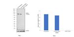 DNM1L Antibody