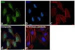 ERG Antibody in Immunocytochemistry (ICC/IF)