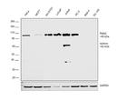 PMS2 Antibody