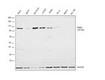 PMS2 Antibody in Western Blot (WB)