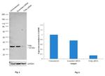 TOLLIP Antibody