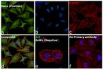 SCF Antibody in Immunocytochemistry (ICC/IF)