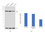 GCLC Antibody in Western Blot (WB)