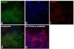 USP9X Antibody in Immunocytochemistry (ICC/IF)