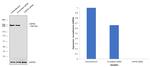 USP9X Antibody in Western Blot (WB)