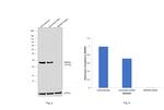 RBPMS Antibody in Western Blot (WB)