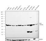 IDH1 Antibody in Western Blot (WB)