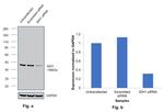 IDH1 Antibody in Western Blot (WB)