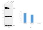 FGFR3 Antibody in Western Blot (WB)