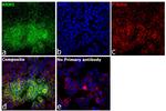 RRM1 Antibody in Immunocytochemistry (ICC/IF)