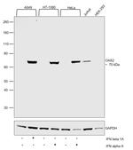 OAS2 Antibody