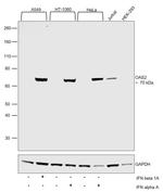 OAS2 Antibody in Western Blot (WB)