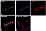 FBXW7 Antibody in Immunocytochemistry (ICC/IF)