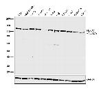 FBXW7 Antibody in Western Blot (WB)