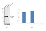 CK1 epsilon Antibody in Western Blot (WB)