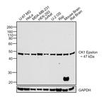 CK1 epsilon Antibody in Western Blot (WB)