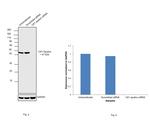 CK1 epsilon Antibody in Western Blot (WB)