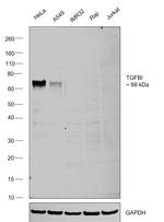 TGFBI Antibody in Western Blot (WB)