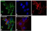 PHGDH Antibody in Immunocytochemistry (ICC/IF)