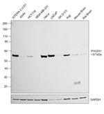 PHGDH Antibody in Western Blot (WB)