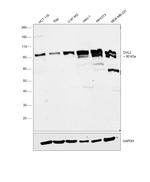 DVL2 Antibody in Western Blot (WB)