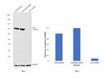 DVL2 Antibody