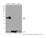 CTGF Antibody in Western Blot (WB)