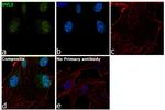 DVL2 Antibody in Immunocytochemistry (ICC/IF)