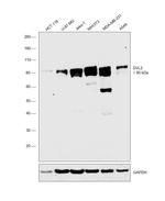 DVL2 Antibody in Western Blot (WB)