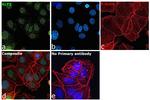 KLF2 Antibody in Immunocytochemistry (ICC/IF)