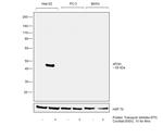 Apolipoprotein H Antibody in Western Blot (WB)