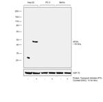 Apolipoprotein H Antibody in Western Blot (WB)