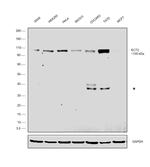 ECT2 Antibody in Western Blot (WB)